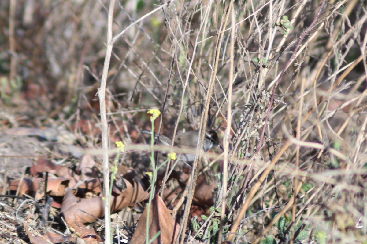 Bewick's Wren - ML643333695