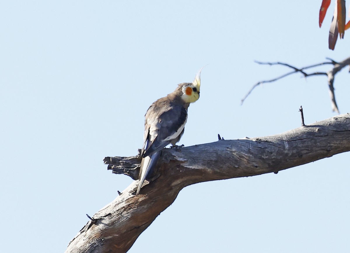 Cockatiel - ML643333697