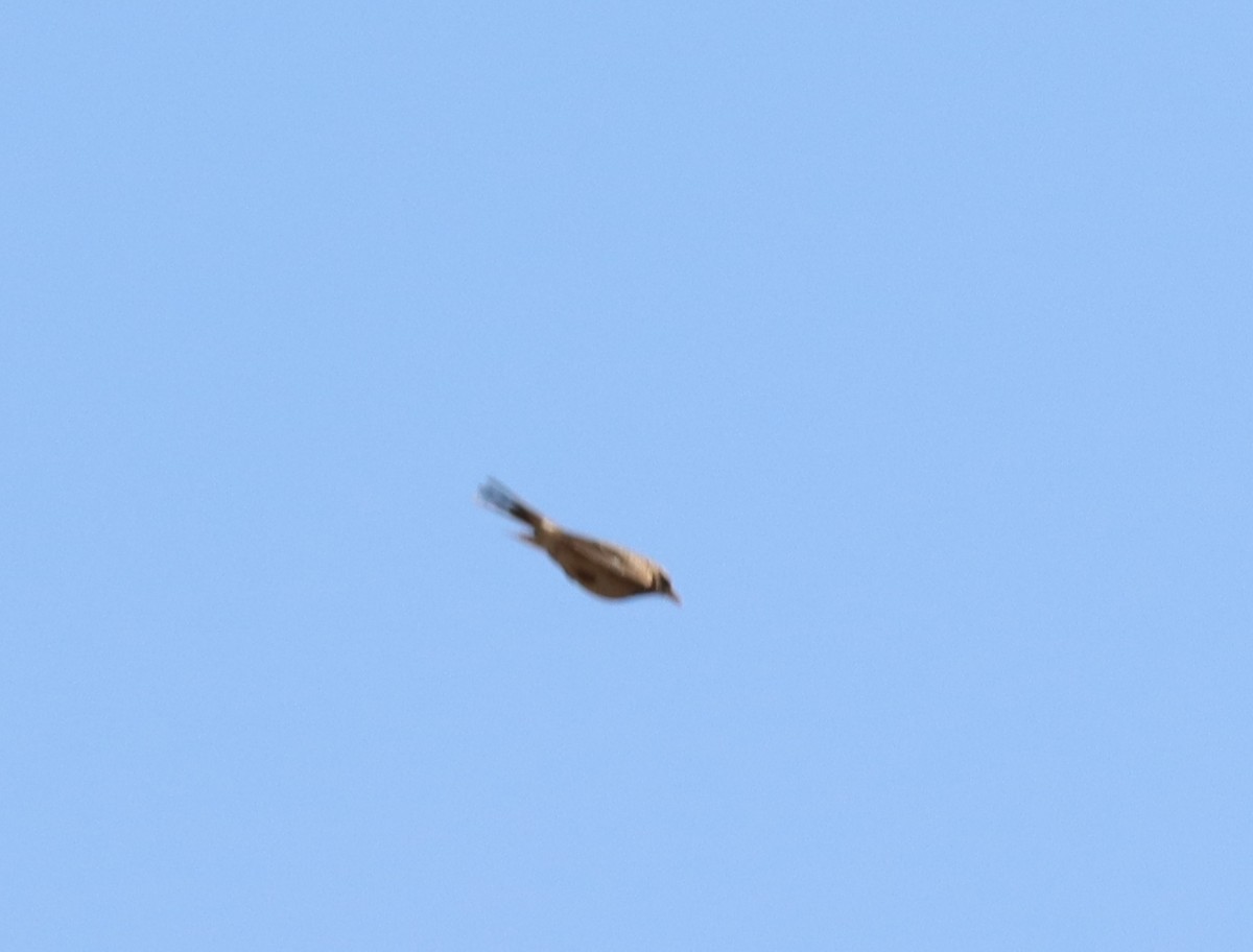 Brown Songlark - ML643333705