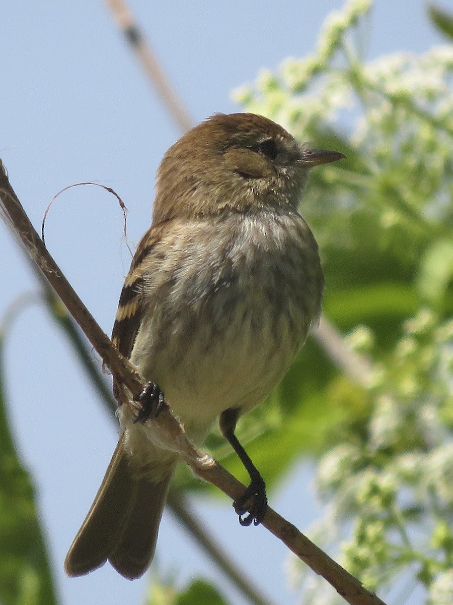 Bran-colored Flycatcher - ML643333707