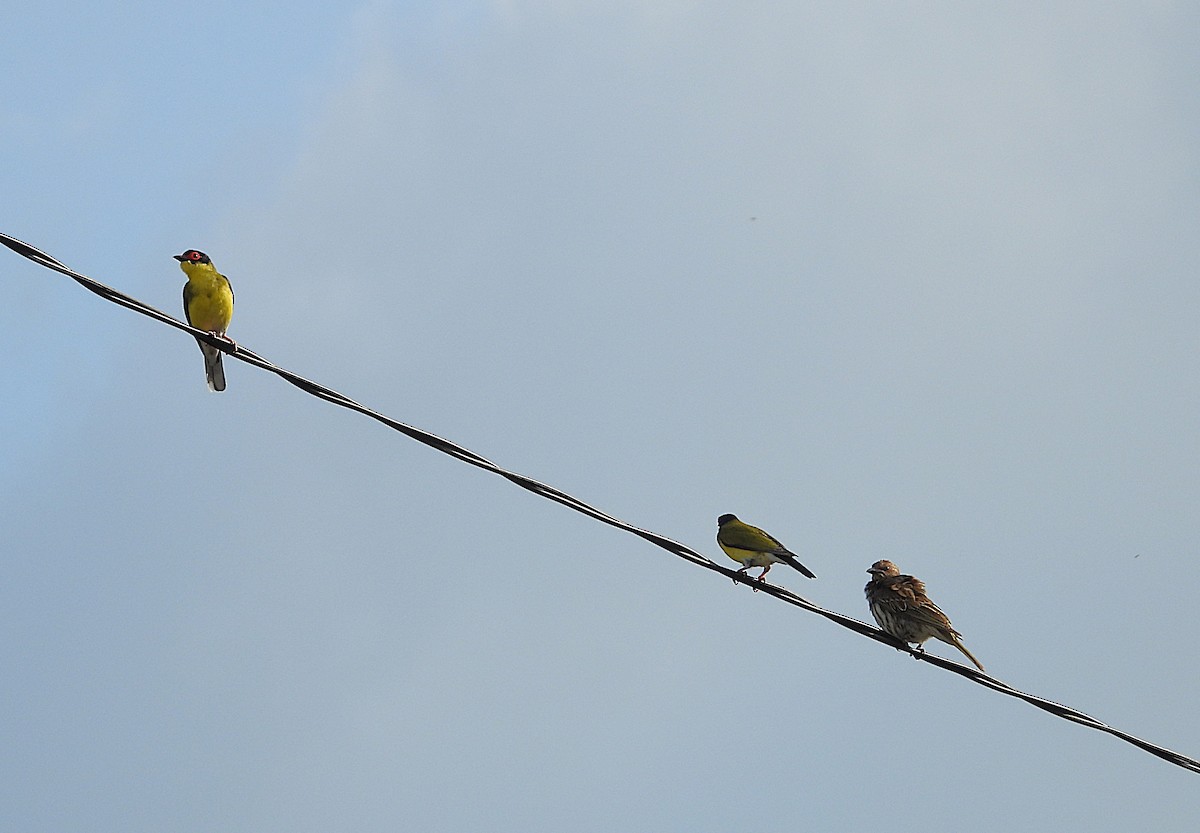 Australasian Figbird - ML643333712