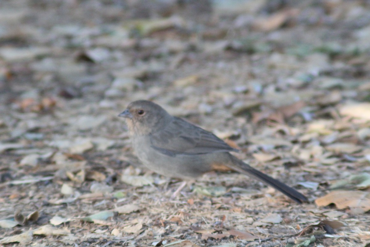 California Towhee - ML643333716