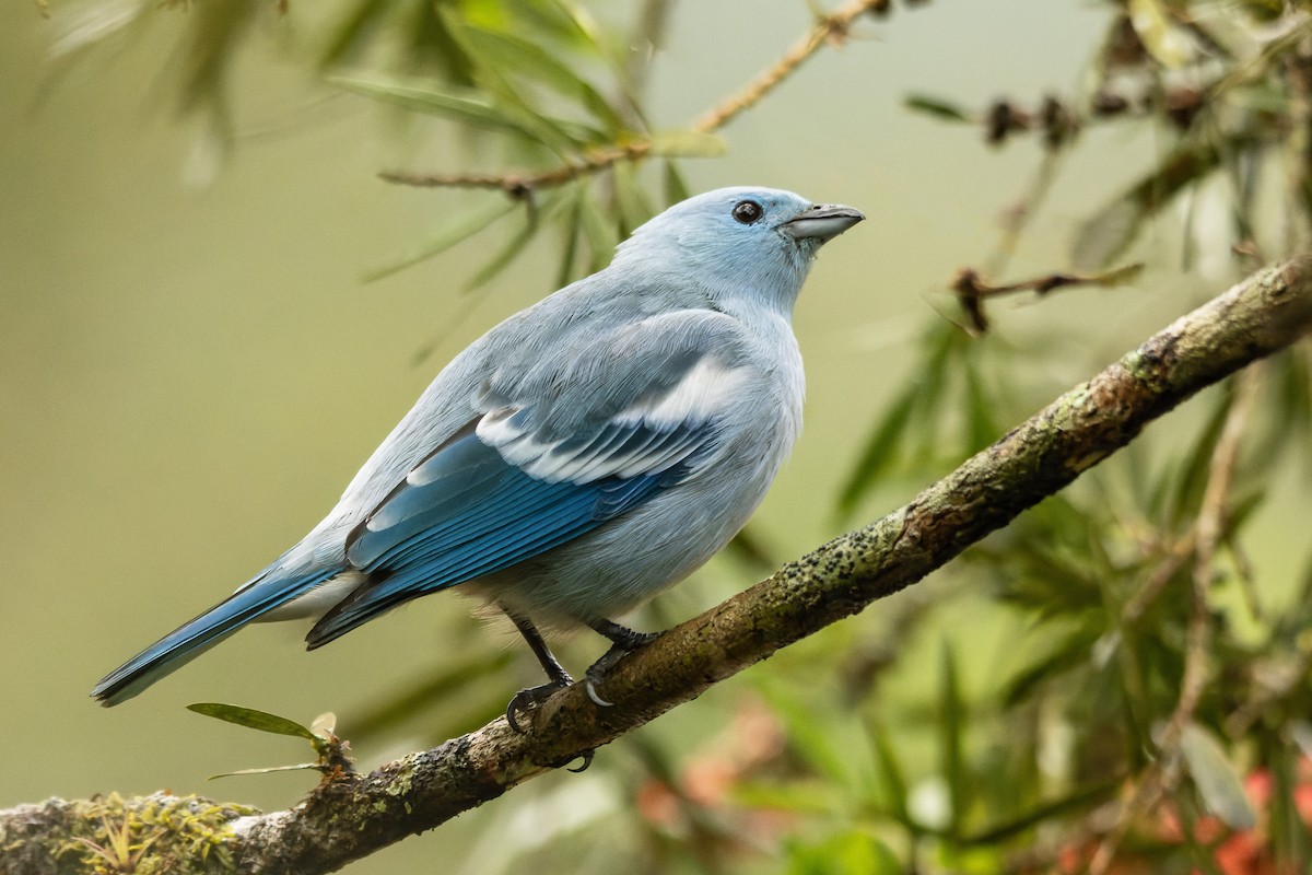 Blue-gray Tanager - ML643333717