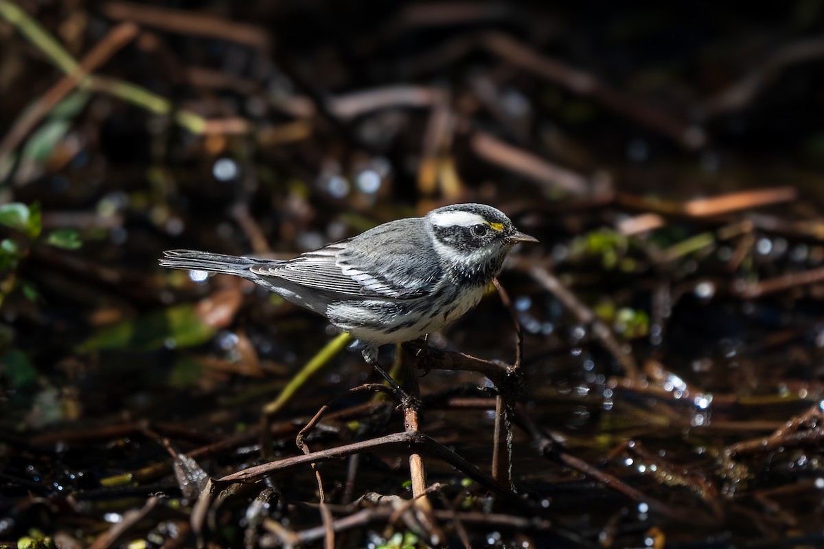 Black-throated Gray Warbler - ML643333721