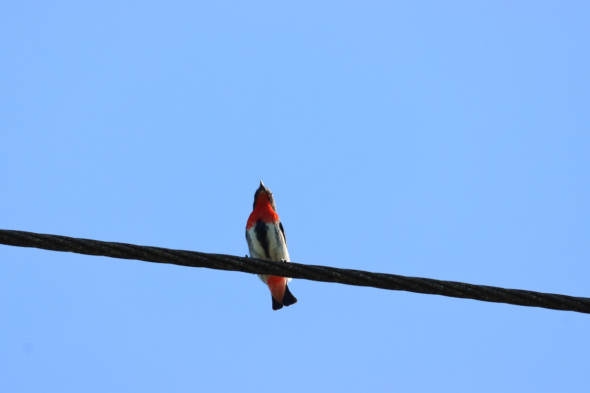 Mistletoebird - ML643333723