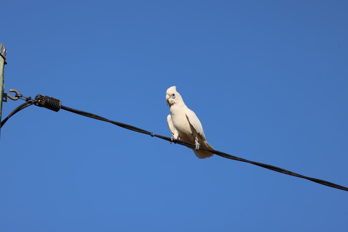 Little Corella - ML643333738