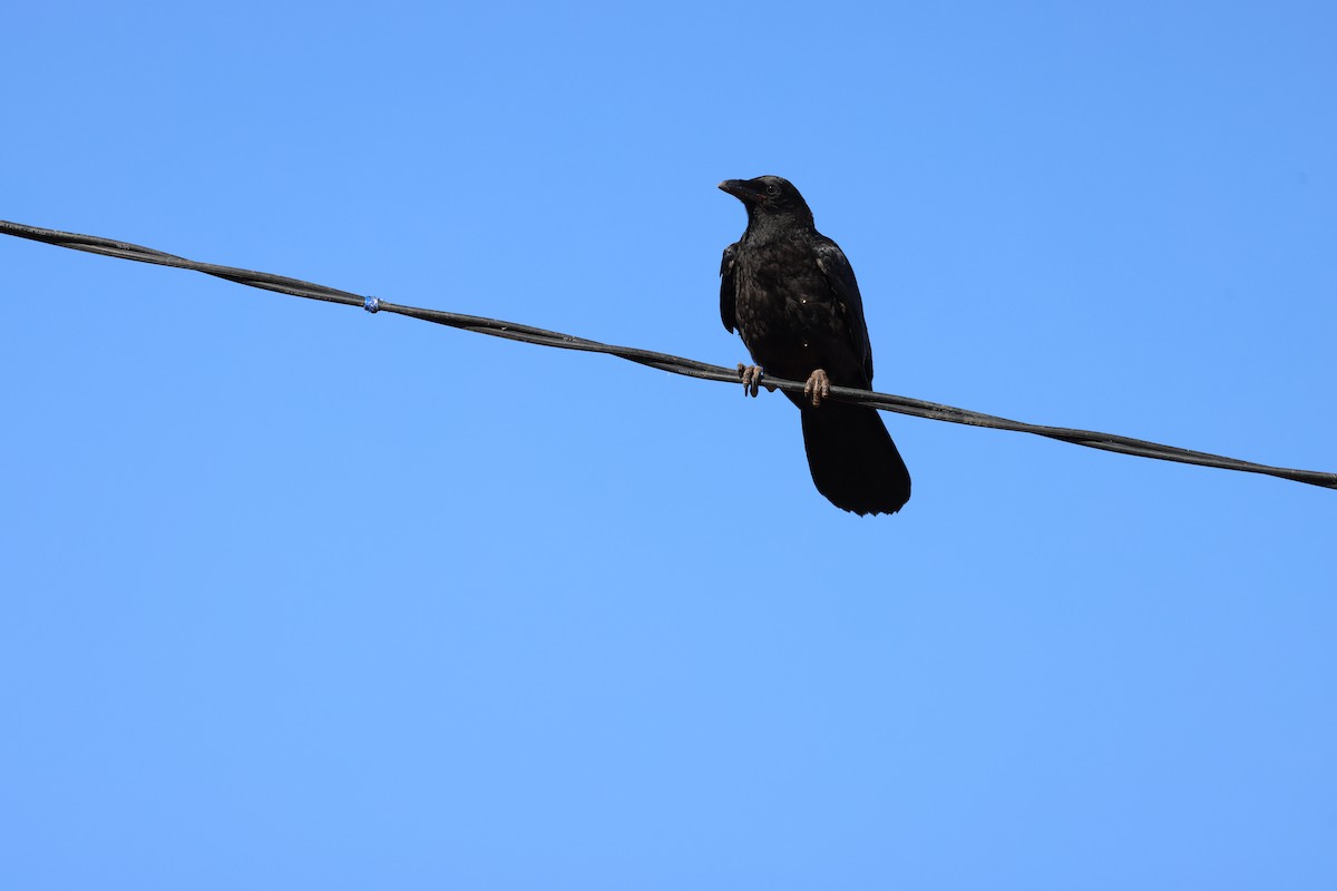 Australian Raven - ML643333744