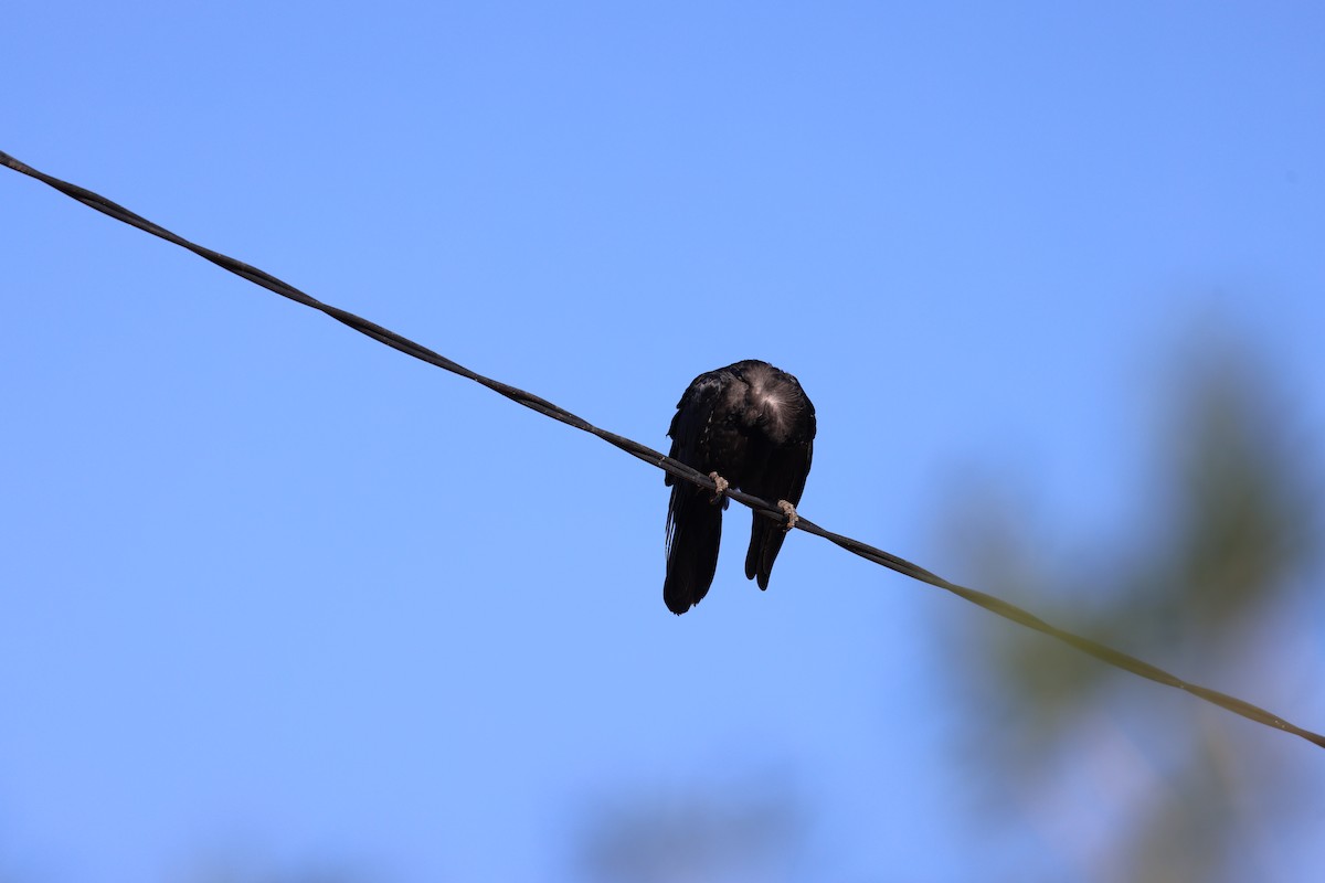 Australian Raven - ML643333747
