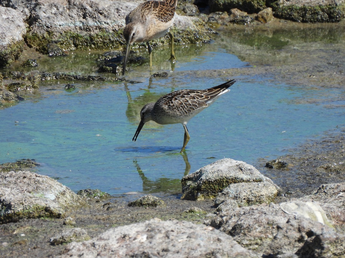 Bindenstrandläufer - ML643333748
