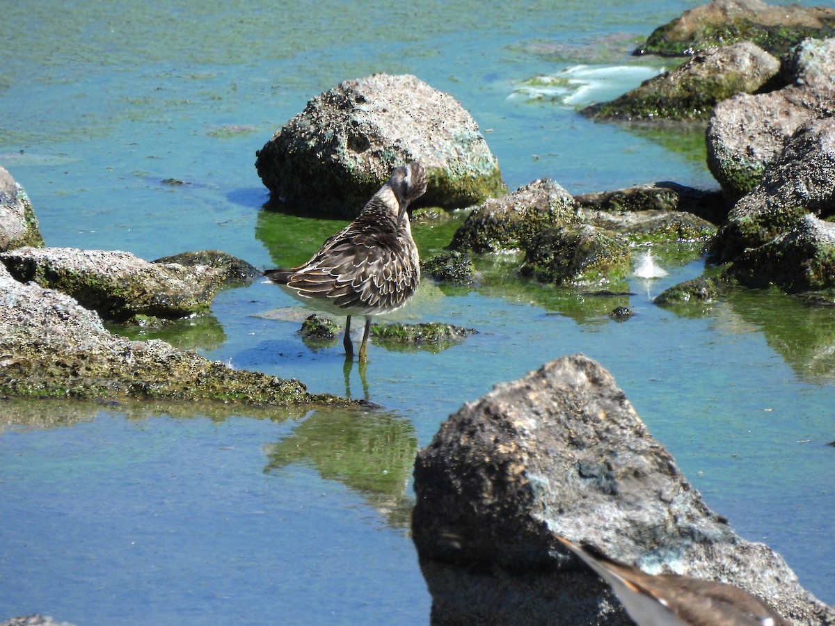 Bindenstrandläufer - ML643333749