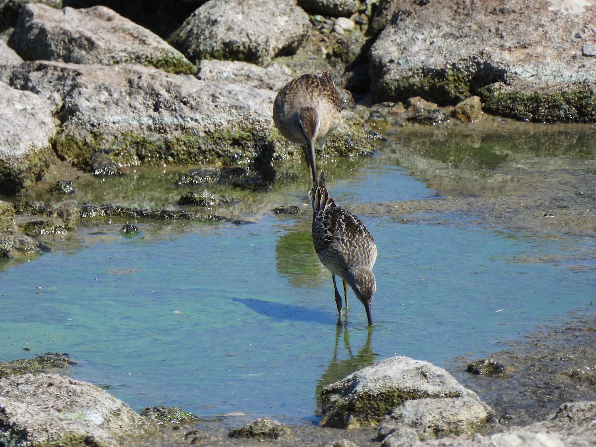 Bindenstrandläufer - ML643333750