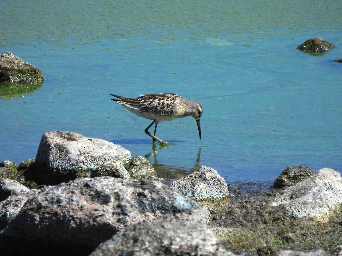 Bindenstrandläufer - ML643333751