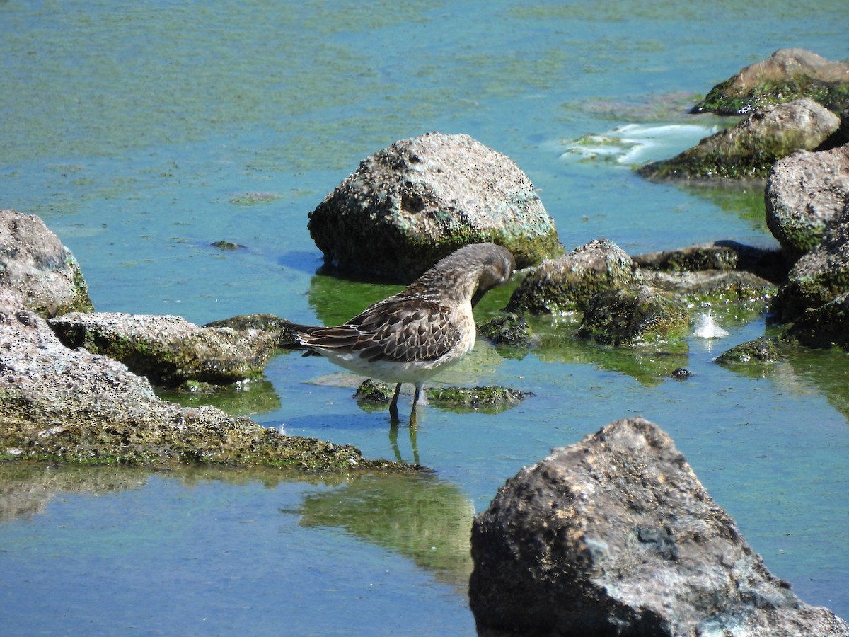 Bindenstrandläufer - ML643333752