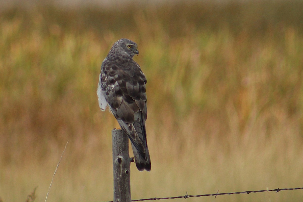 Northern Harrier - ML643333771