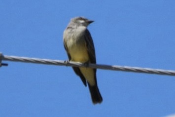 Cassin's Kingbird - ML643333774