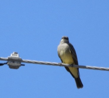 Cassin's Kingbird - ML643333775