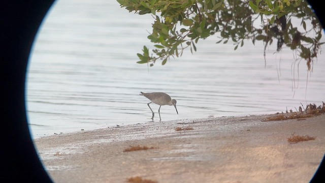 Willet (Western) - ML643333785