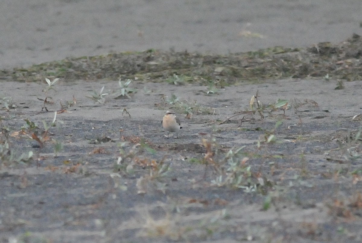 Northern Wheatear - ML643333787
