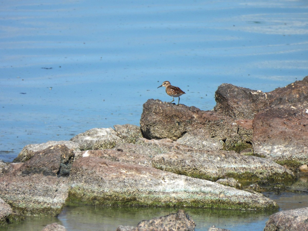 Wiesenstrandläufer - ML643333790