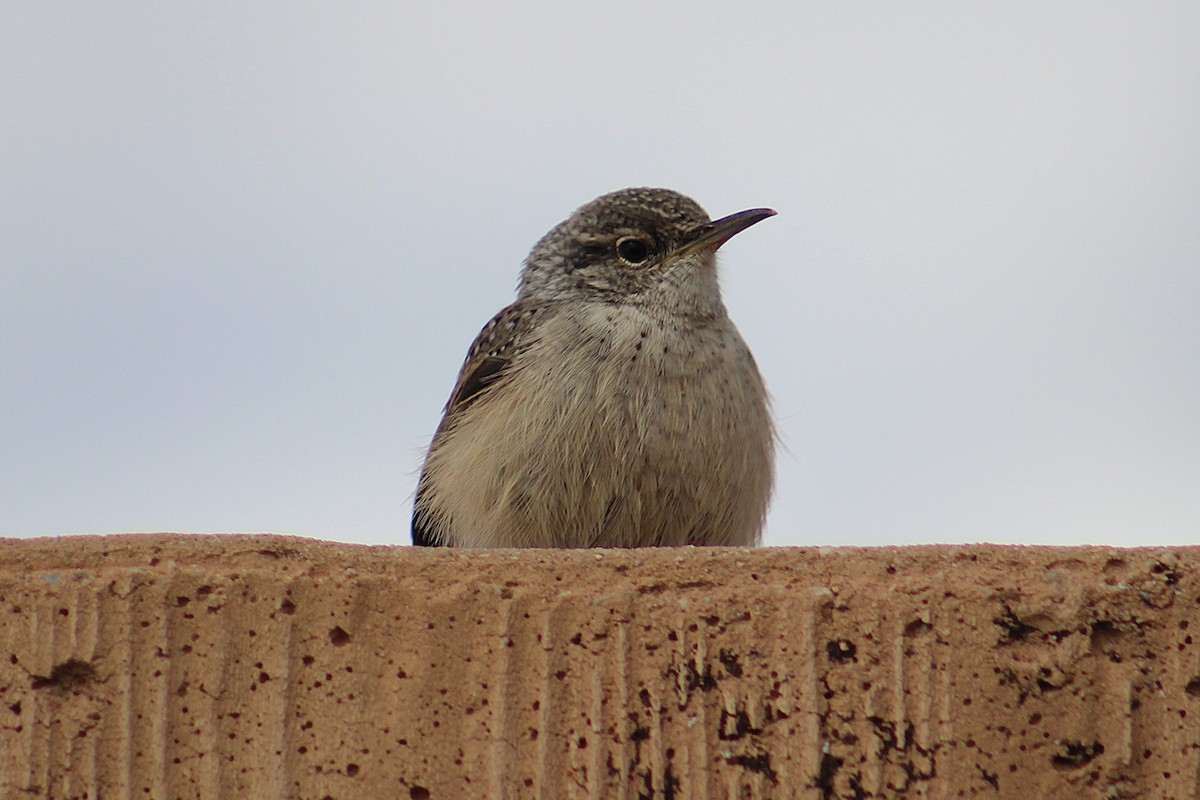 Rock Wren (Northern) - ML643333804