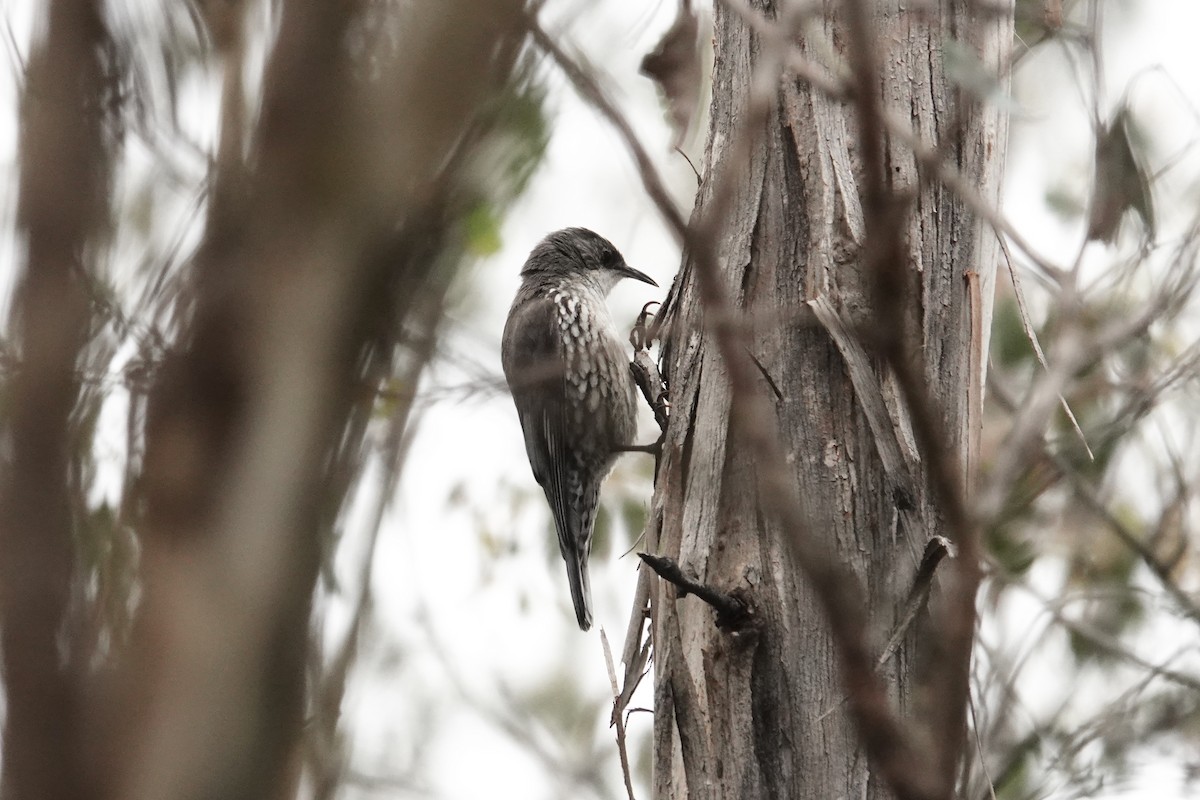 White-throated Treecreeper - ML643333807