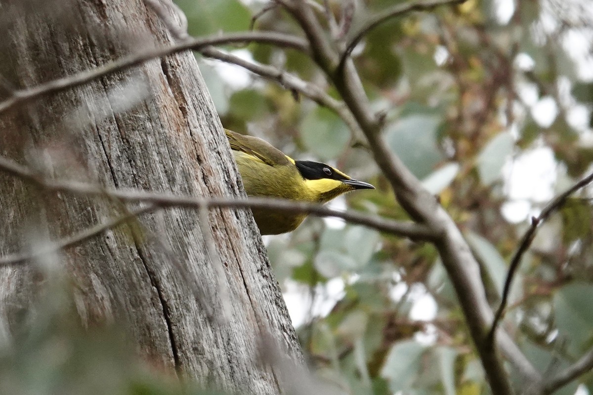 Yellow-tufted Honeyeater - ML643333813