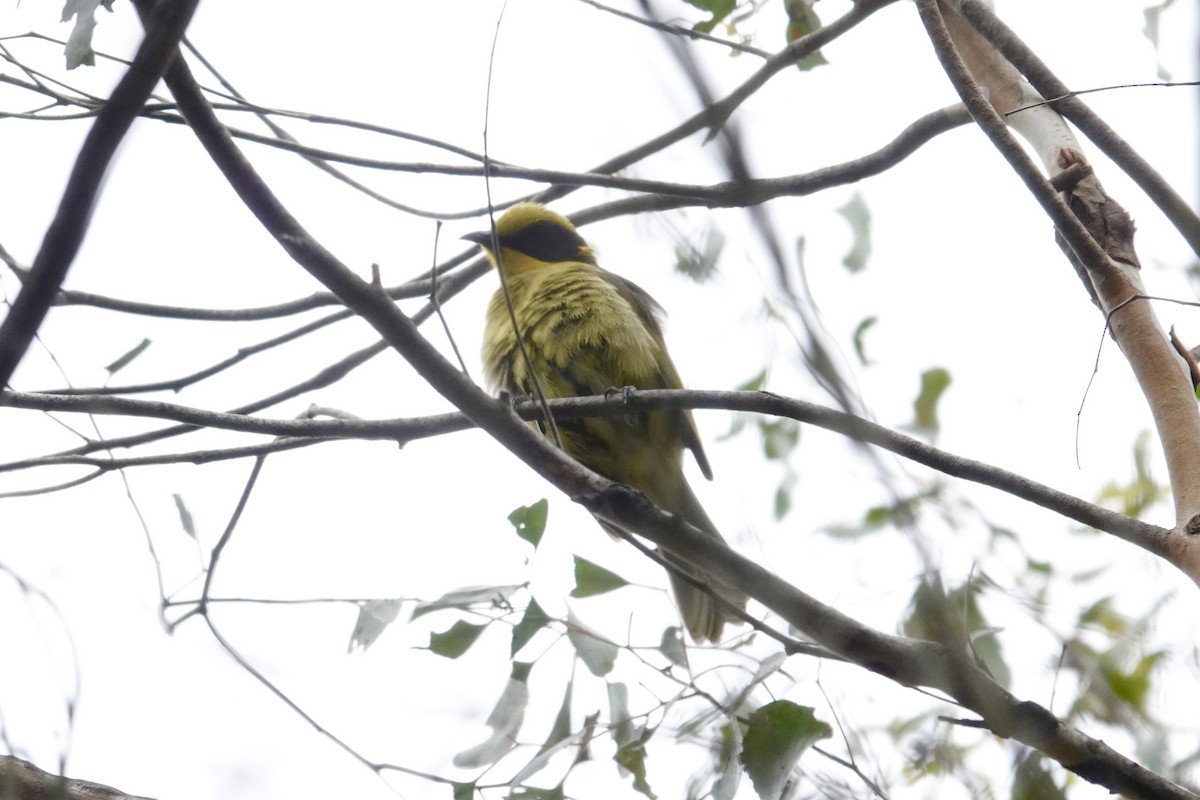 Yellow-tufted Honeyeater - ML643333814