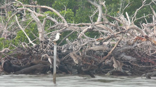 Клуша - ML643333815