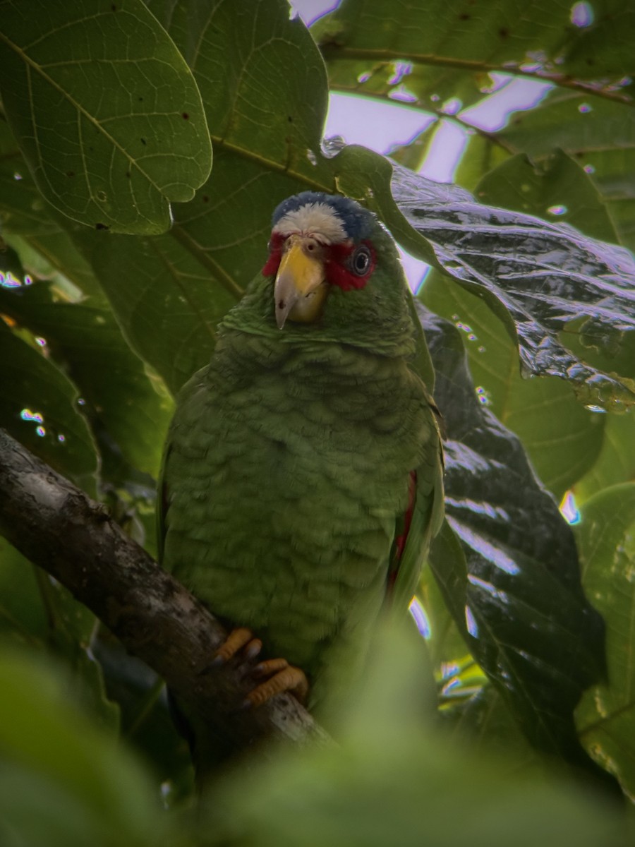 White-fronted Amazon - ML643333822