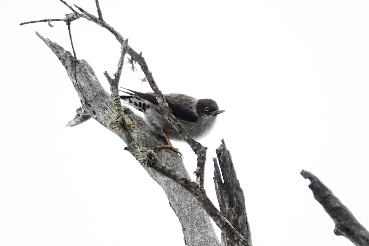 Varied Sittella - ML643333823