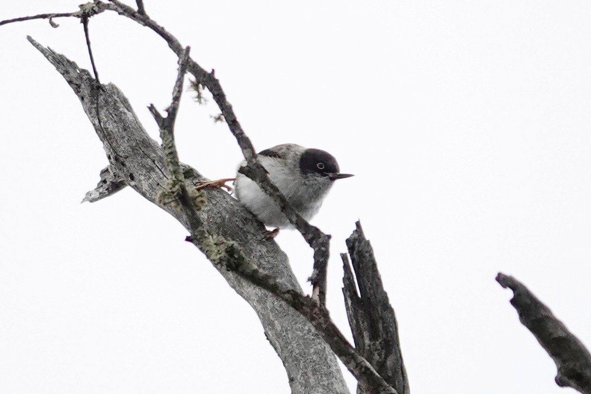 Varied Sittella - ML643333824