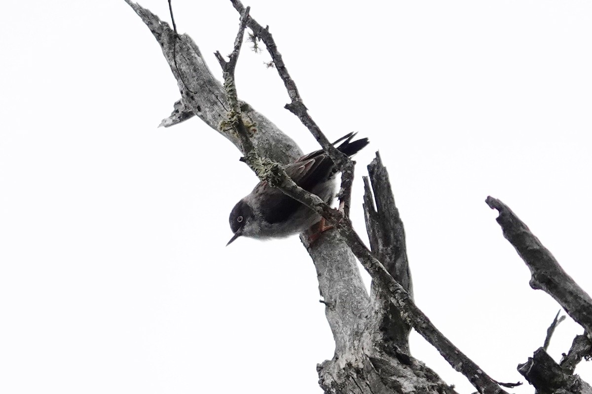 Varied Sittella - ML643333825