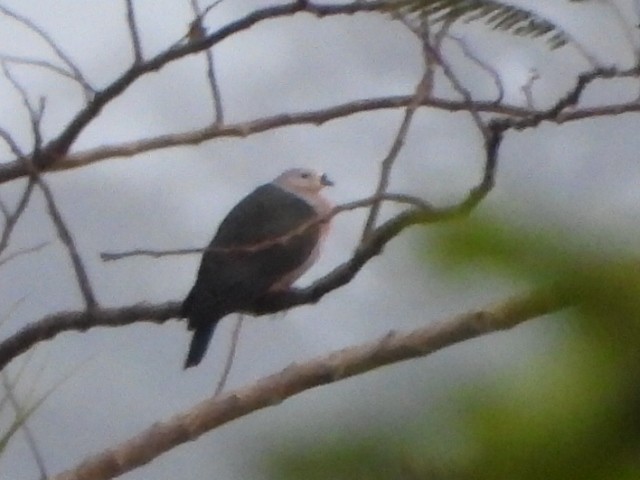 Pacific Imperial-Pigeon - ML643333831