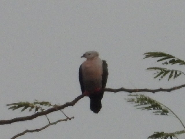 Pacific Imperial-Pigeon - ML643333832