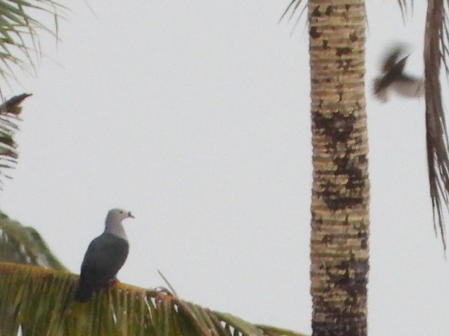 Pacific Imperial-Pigeon - ML643333833