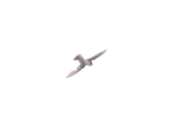 White-rumped Swiftlet - ML643333835