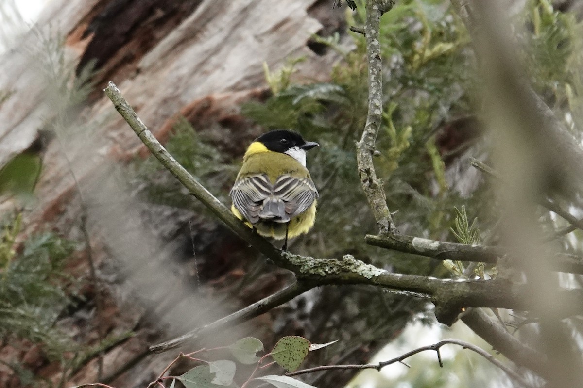 Golden Whistler - ML643333851