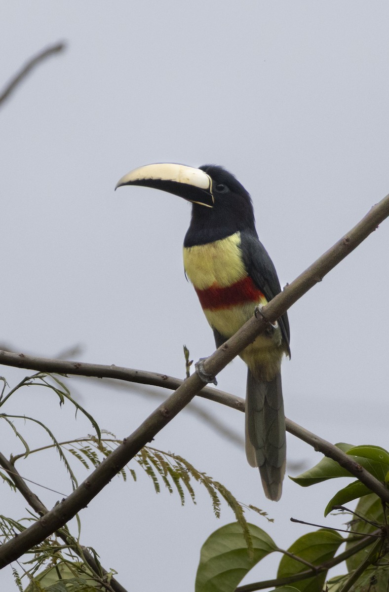 arassari černokrký - ML643333857