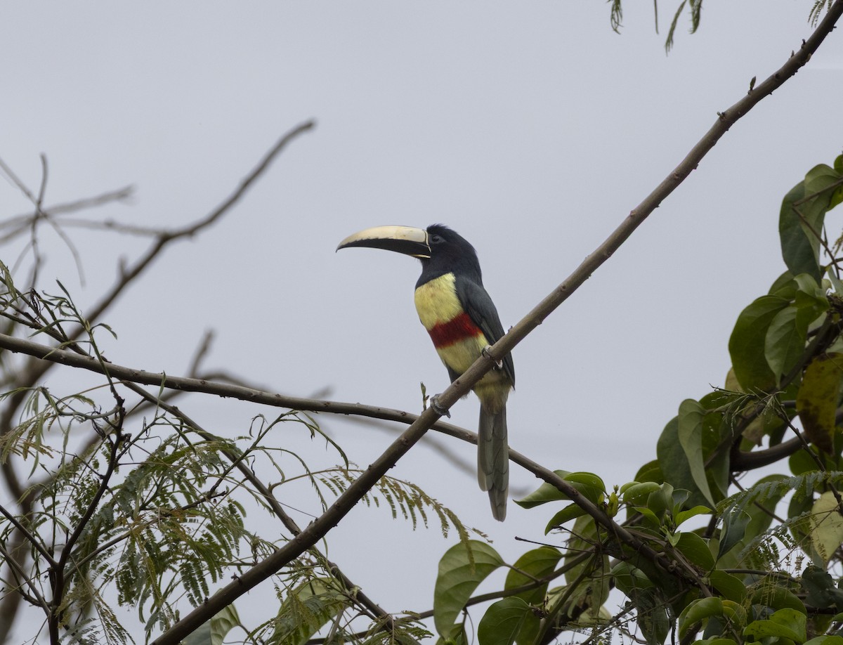 arassari černokrký - ML643333858