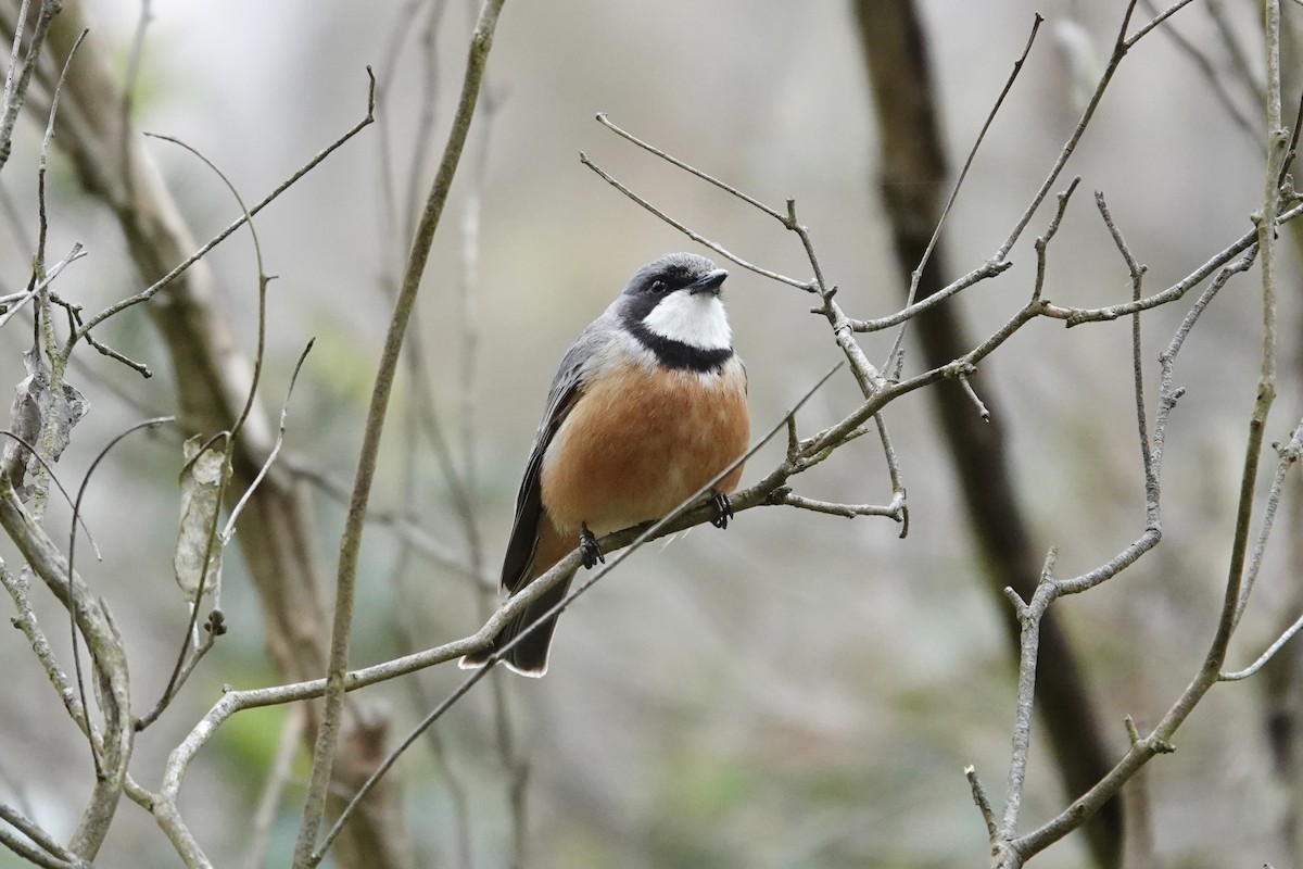 Rufous Whistler - ML643333859