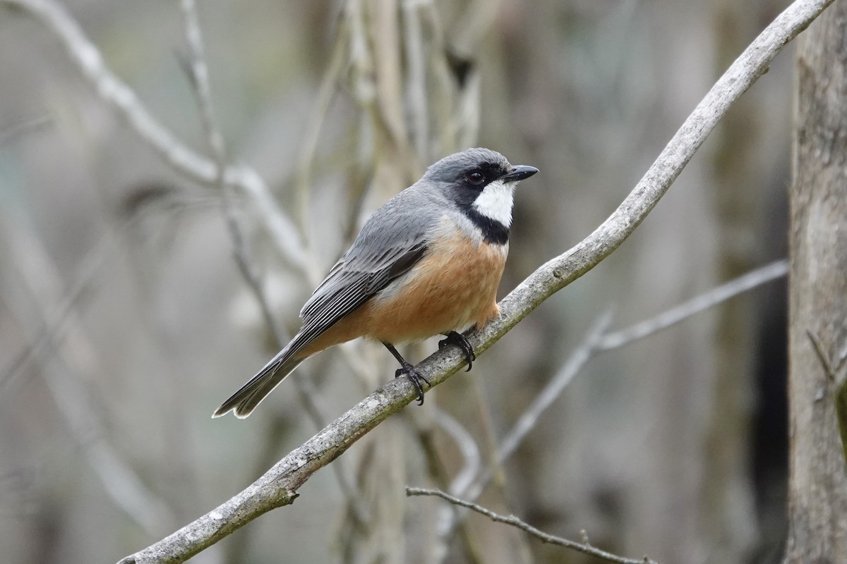 Rufous Whistler - ML643333860