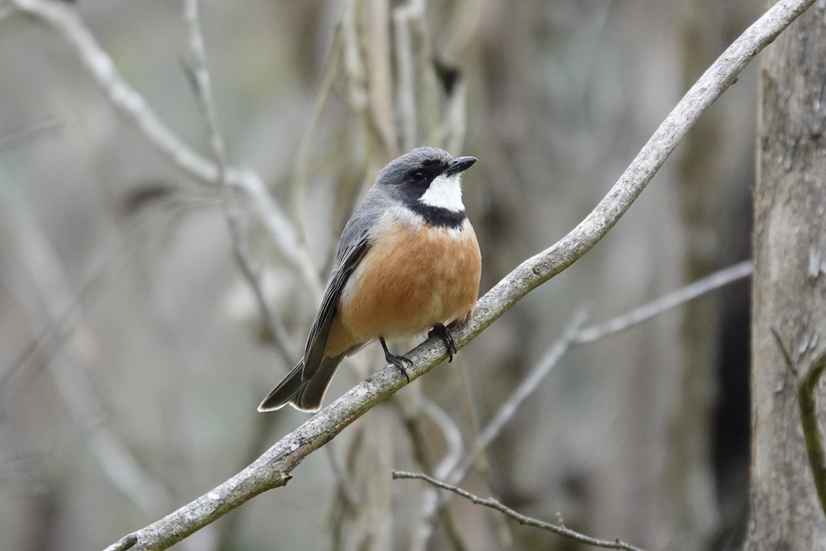 Rufous Whistler - ML643333861