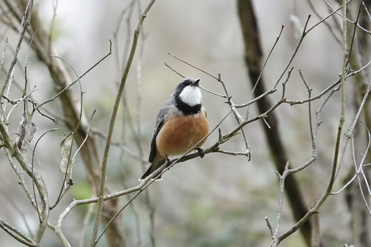 Rufous Whistler - ML643333862