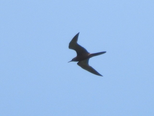 Brown Noddy - ML643333865