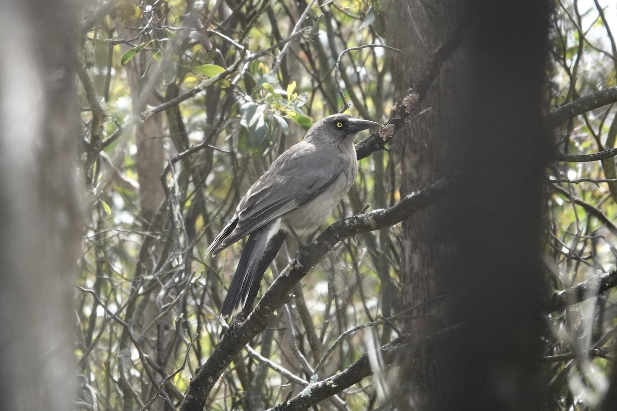 Gray Currawong - ML643333879
