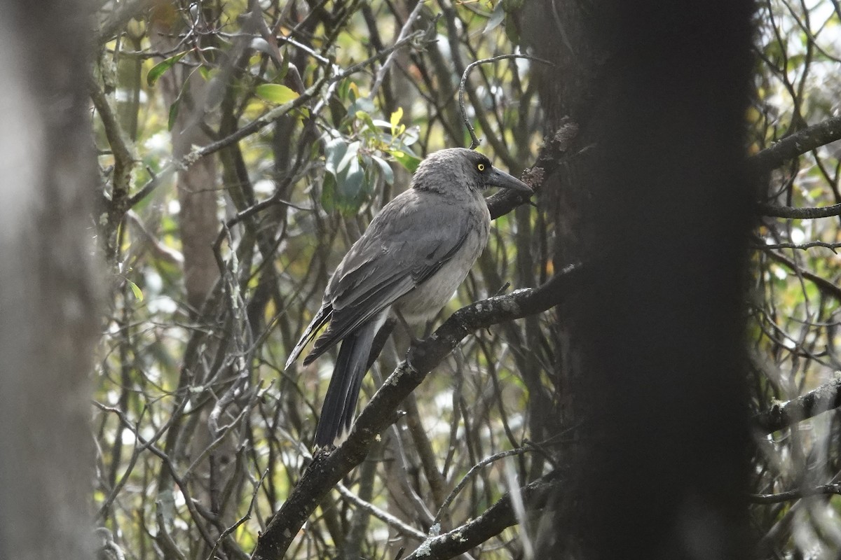 Gray Currawong - ML643333880