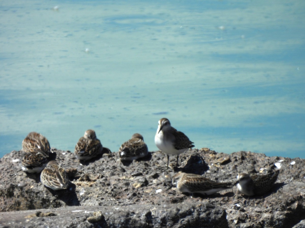 Sandstrandläufer - ML643333884