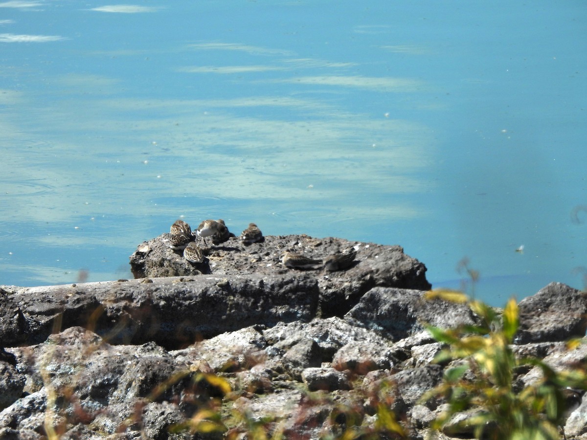 Sandstrandläufer - ML643333885