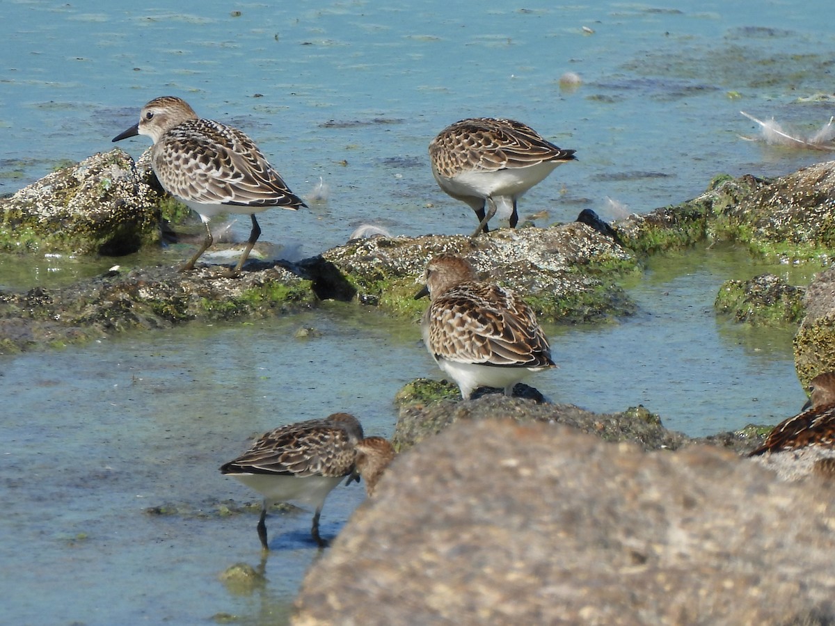 Sandstrandläufer - ML643333886