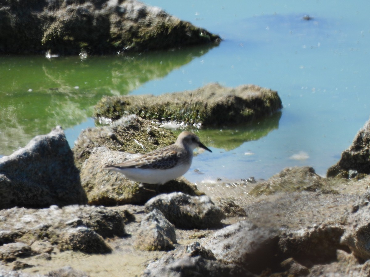 Sandstrandläufer - ML643333888